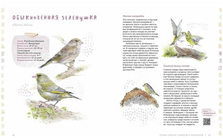 Птицы в городе. Где найти и как узнать 5