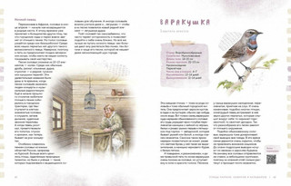 Птицы в городе. Где найти и как узнать 7