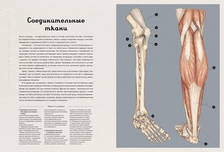 Анатомикум 3