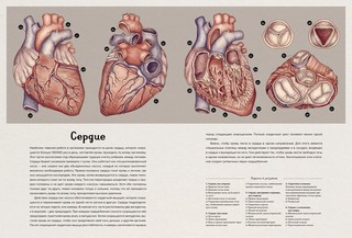 Анатомикум 5