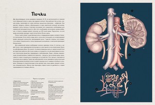 Анатомикум 6