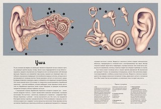 Анатомикум 7