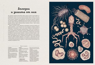 Анатомикум 8