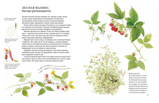 Софи в мире ягод 4