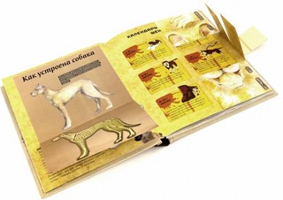 Собаки. Книжка-сюрприз для всех, кто обожает собак, размер 195x235 мм 3