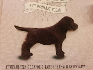 Собаки. Книжка-сюрприз для всех, кто обожает собак, размер 195x235 мм 4