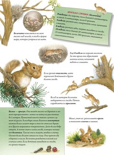 Пушистые малыши: Как растут животные и птицы 2