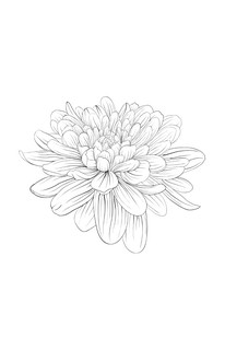 Удивительные цветы. Раскраски антистресс 13