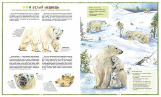 Исчезающие животные России