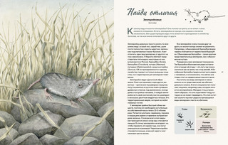 Наши соседи по планете. Рассказы о диких животных 4