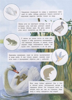 Животные России. Познавательные наклейки 4