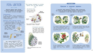 Деревья и кустарники 10