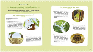 Деревья и кустарники 11