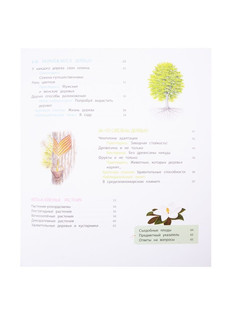 Деревья и кустарники 3