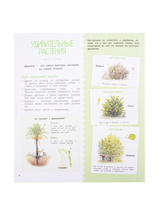 Деревья и кустарники 4