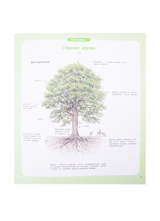 Деревья и кустарники 5