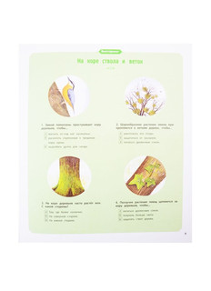 Деревья и кустарники 6