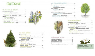 Деревья и кустарники 9