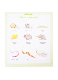 Насекомые и другие маленькие животные 5