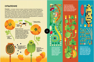 Солнечный свет на завтрак 2