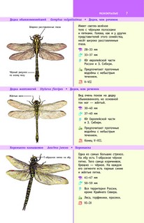 Насекомые России 7