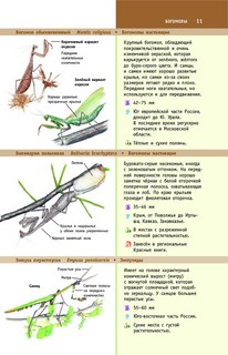 Насекомые России 11