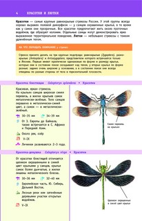 Насекомые России 4