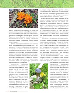 Лесные грибы. Иллюстрированная энциклопедия с рецептами 4
