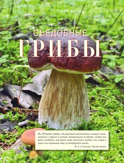 Лесные грибы. Иллюстрированная энциклопедия с рецептами 5