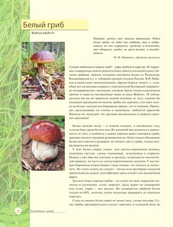 Лесные грибы. Иллюстрированная энциклопедия с рецептами 7