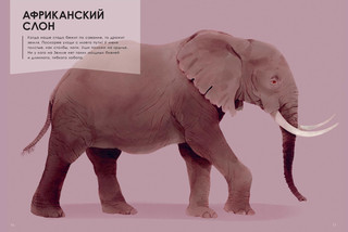 Животные-гиганты 4