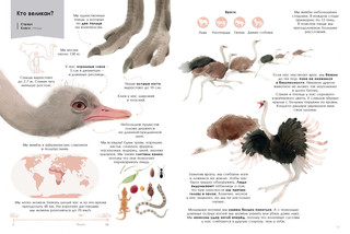 Животные-гиганты 6