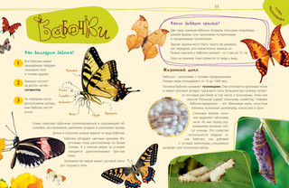 Такие незнакомые эти насекомые 4