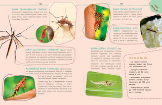 Такие незнакомые эти насекомые 5