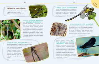 Такие незнакомые эти насекомые 7