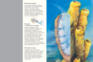 Чудо природы. История морской губки 4