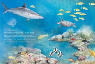 Чудо природы. История морской губки 5