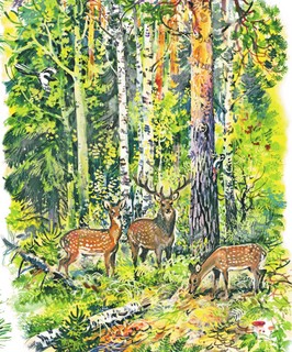 Почемучкины сказки о животных 12