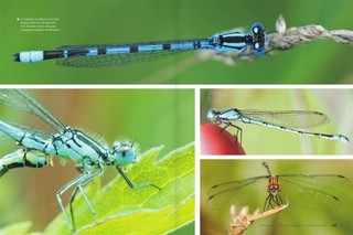 Большая книга о насекомых. 1001 фотография 6