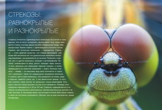 Большая книга о насекомых. 1001 фотография 2