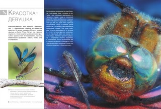 Большая книга о насекомых. 1001 фотография 3