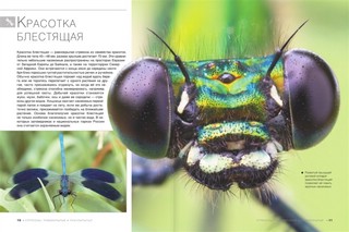 Большая книга о насекомых. 1001 фотография 4