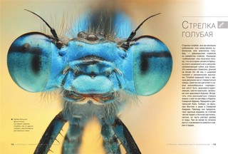 Большая книга о насекомых. 1001 фотография 5