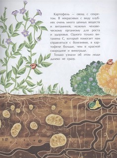 Картошка. Машина времени на грядке 5