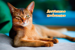 Моя любимая книга о животных 3