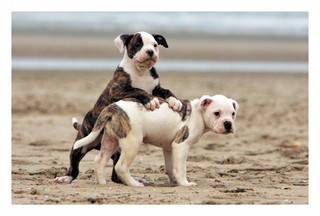 Моя любимая книга о животных 5