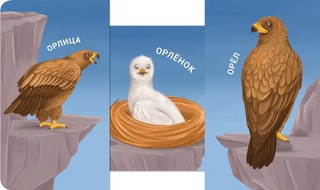 Книжки - задвижки. Мама, папа и малыш. Дикие животные 3