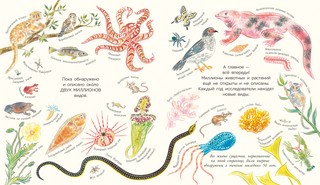 Многообразие жизни на земле 4