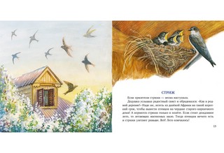 Птицы за окном 6