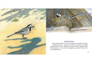 Птицы за окном 9